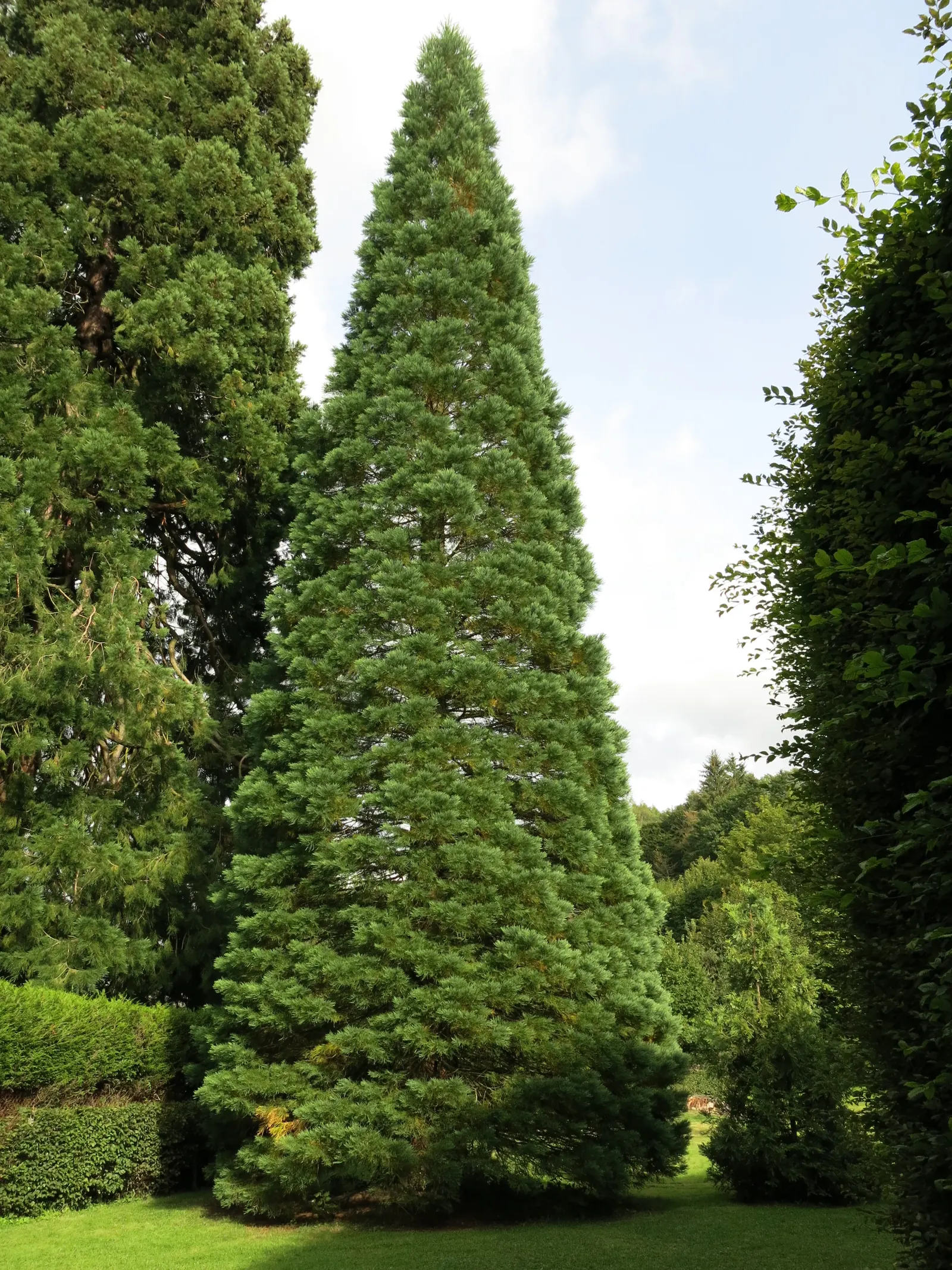 Giant Redwood (Sequoiadendron Giganteum) — the Giant Redwood requires well-drained soil with regular moisture and full sun to partial shade exposure