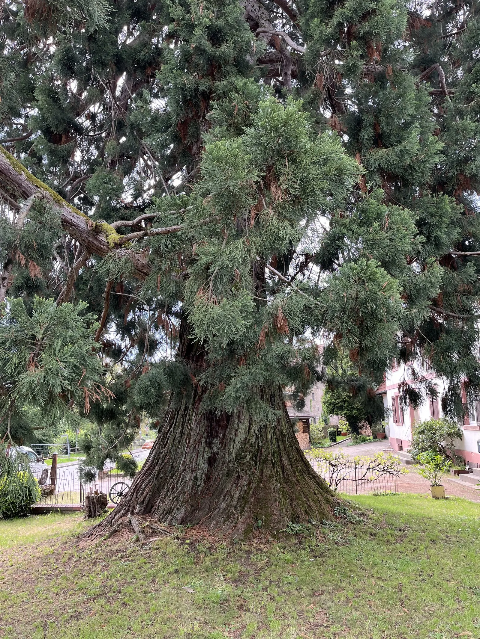 Giant Redwood (Sequoiadendron Giganteum) — although in a garden setting, image 41