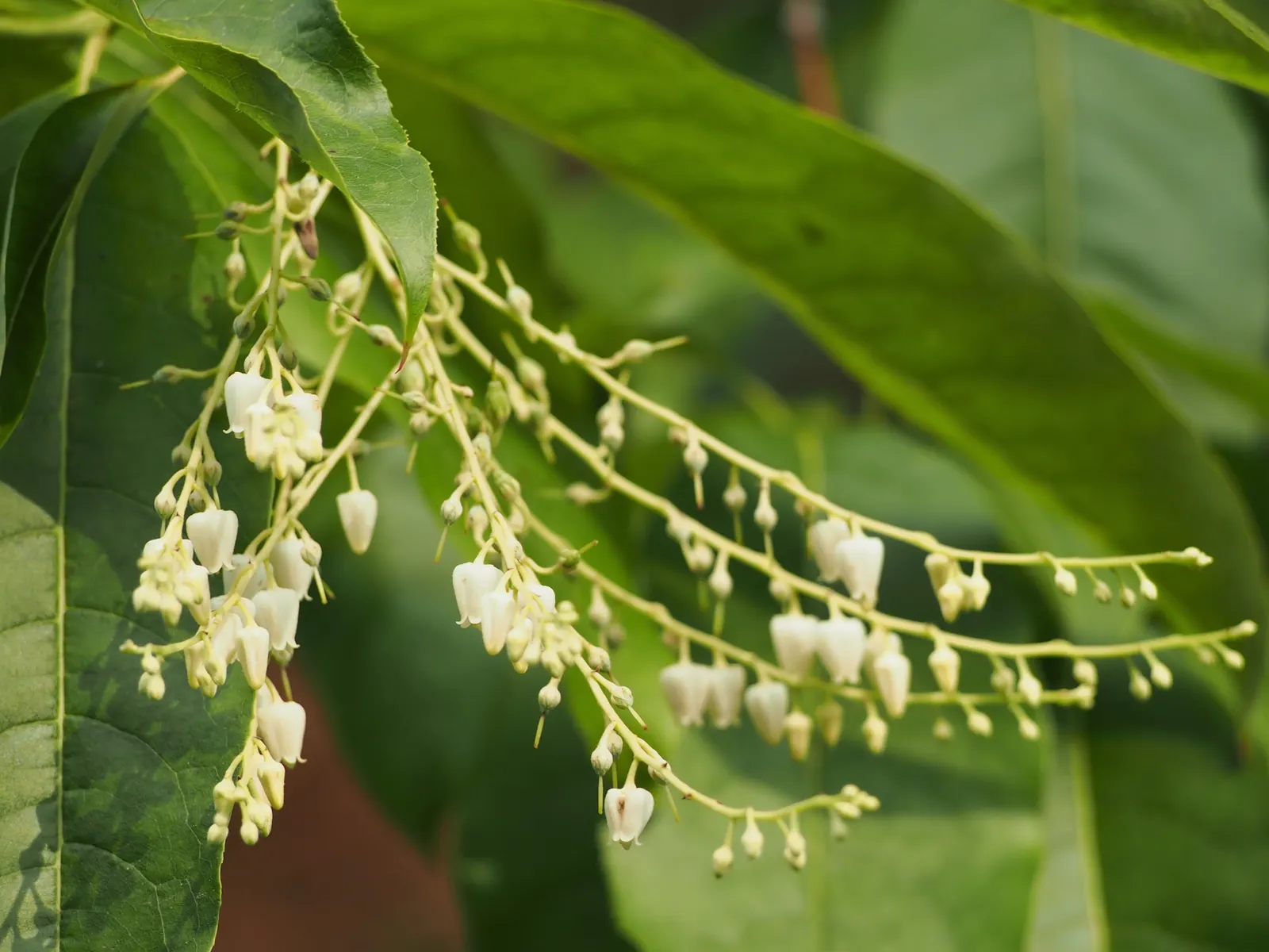 Sourwood (Oxydendrum Arboreum) — they undergo a spectacular transformation; tree for full or half