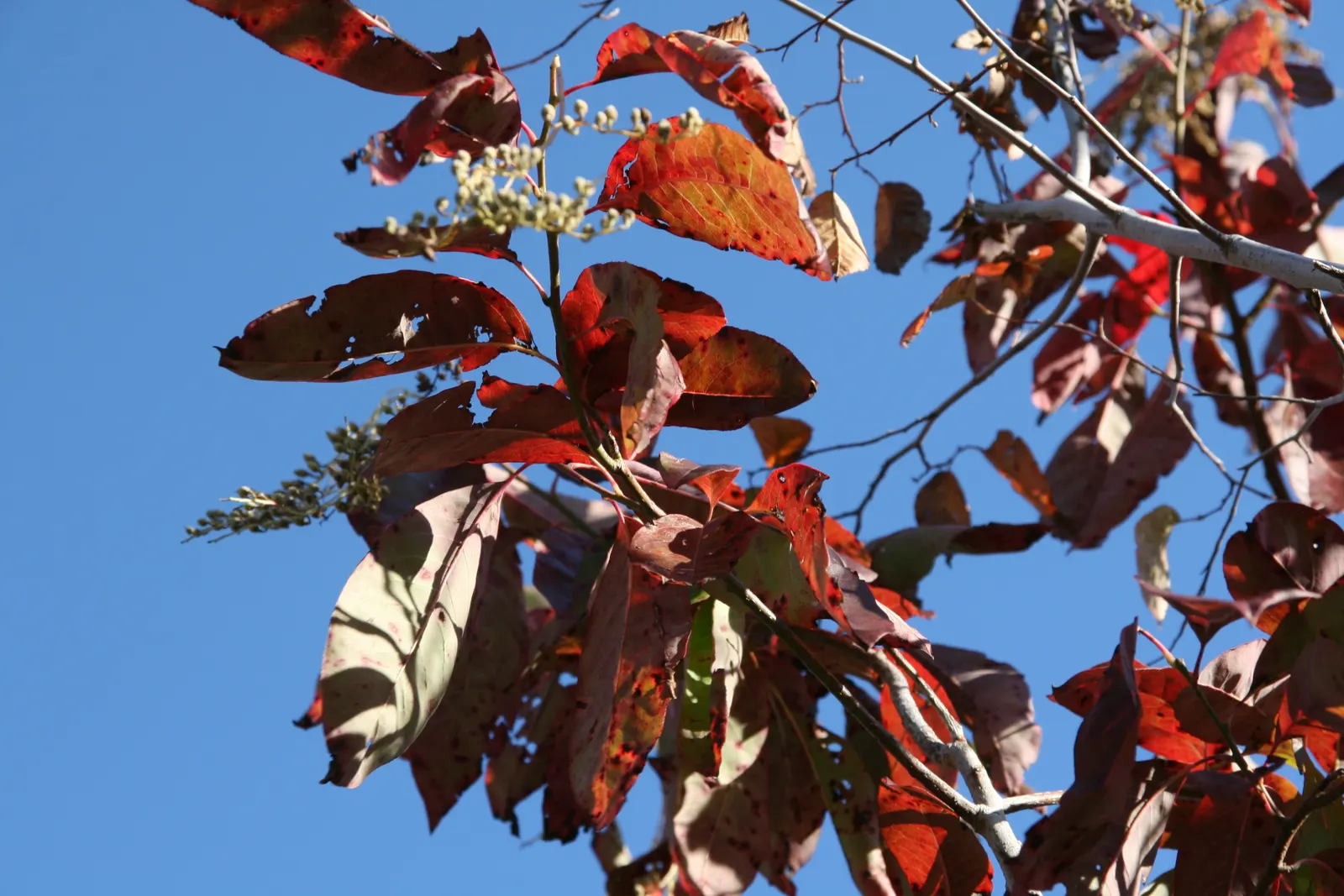 Sourwood (Oxydendrum Arboreum) — careful site selection and preparation are crucial for successful establishment; pyramidal shape reaching 25-30 ft in mature