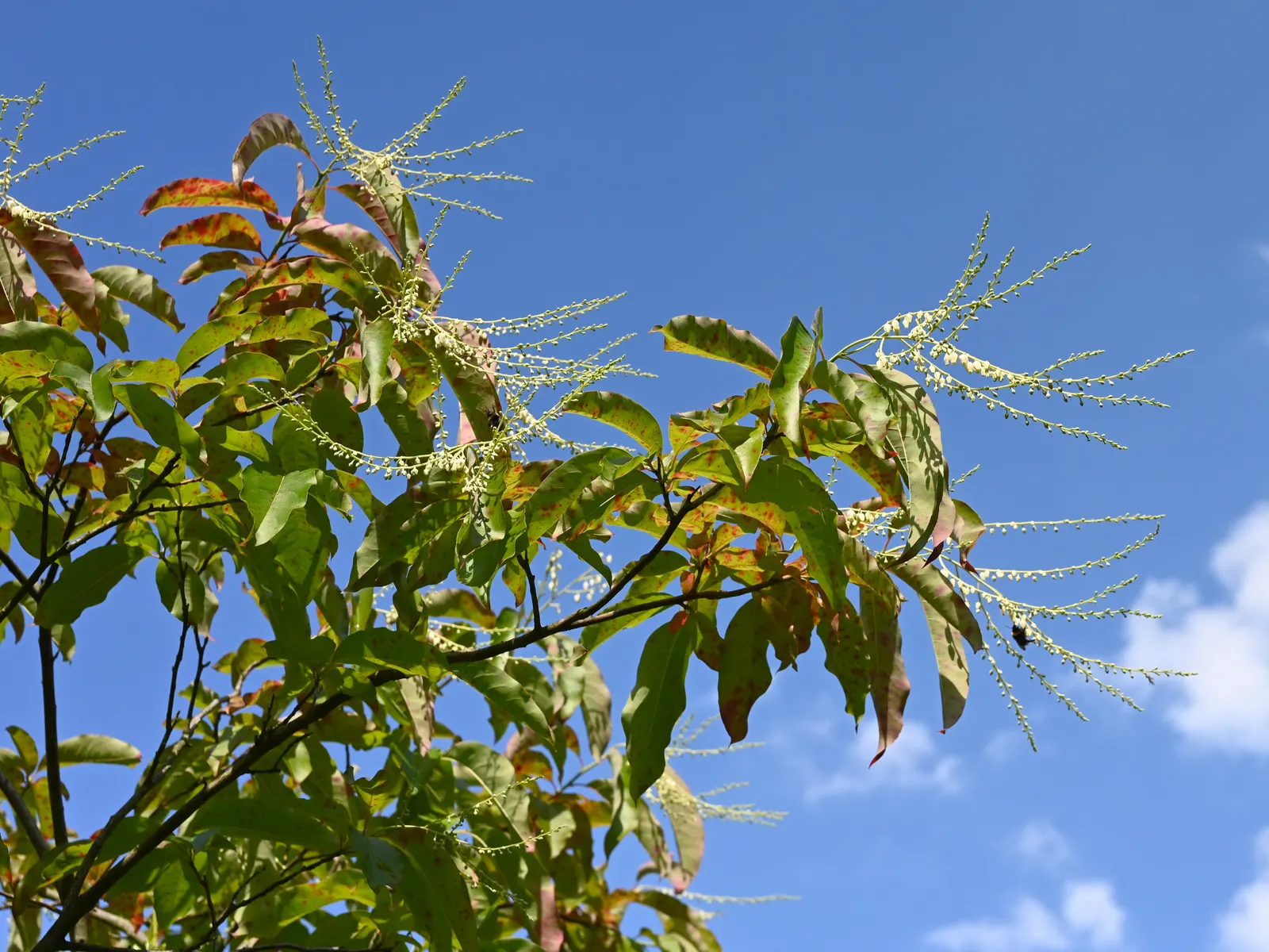 Sourwood (Oxydendrum Arboreum) — forming drooping clusters up to 10 inches long; lily-of-the-valley-like flowers that cascade in 4 to 10 inch long, image 45