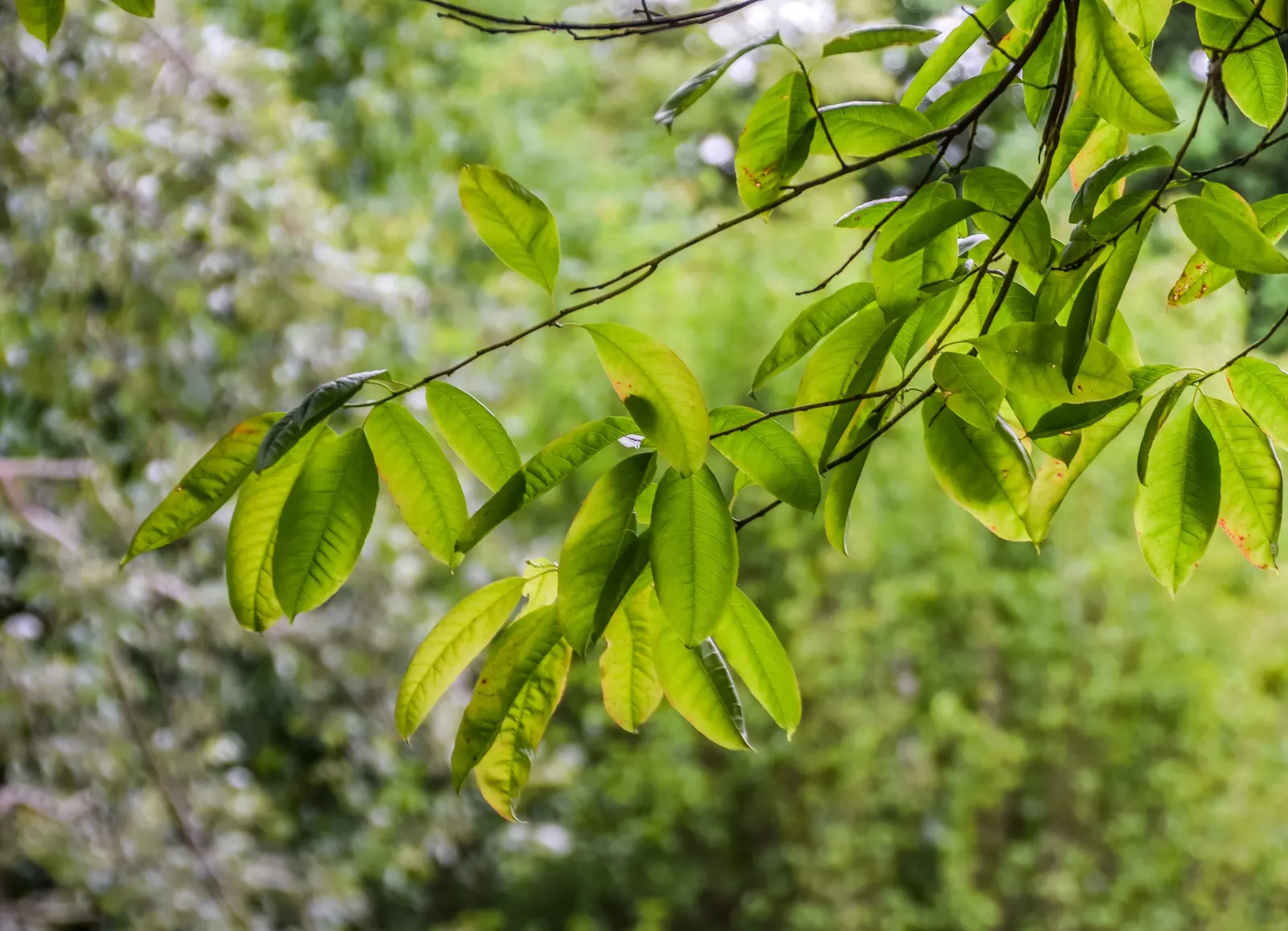 Sourwood (Oxydendrum Arboreum) — the Sourwood requires little maintenance and is relatively pest and disease-free; they undergo a spectacular transformation