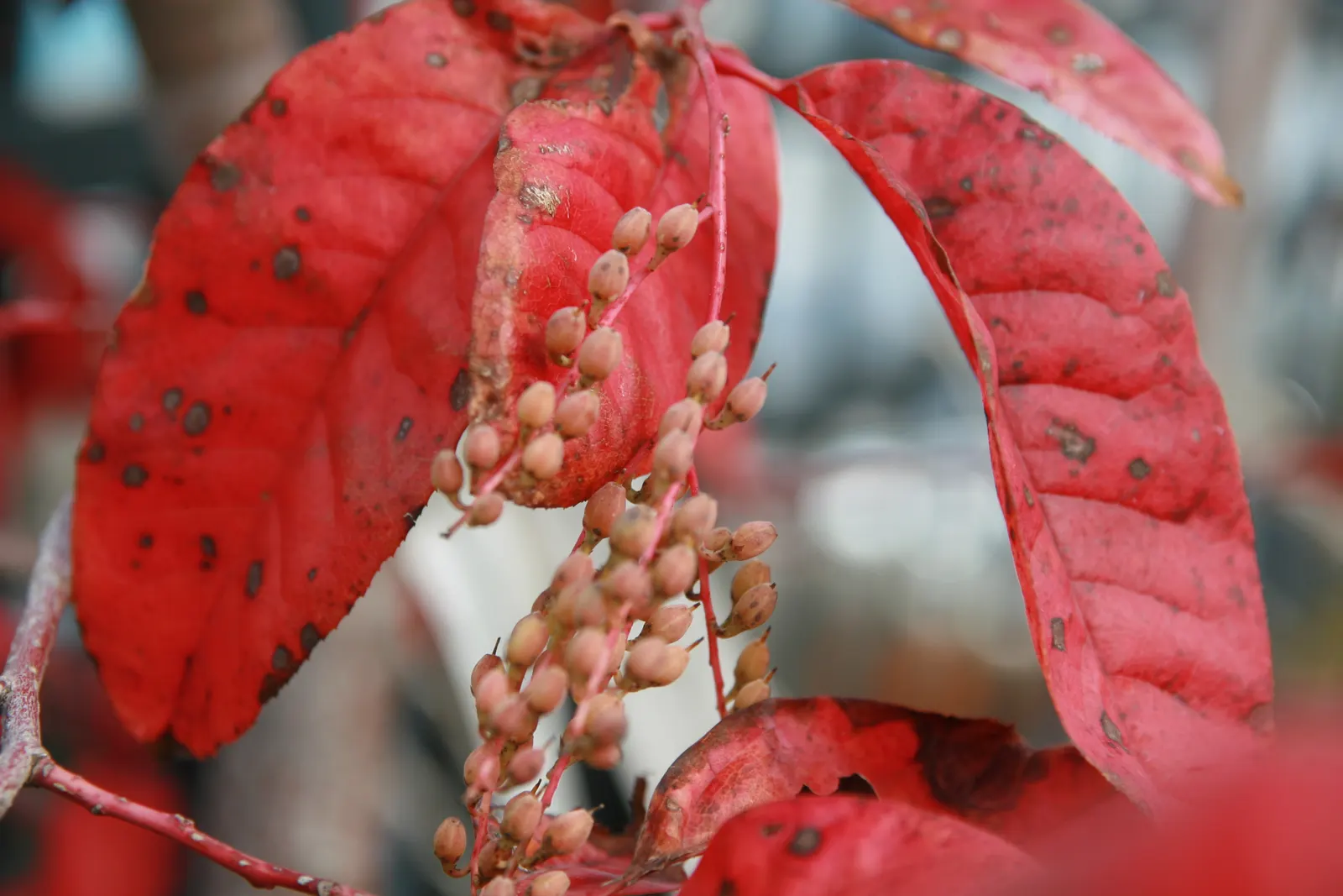 Sourwood (Oxydendrum Arboreum) — botanically named Oxydendrum arboreum