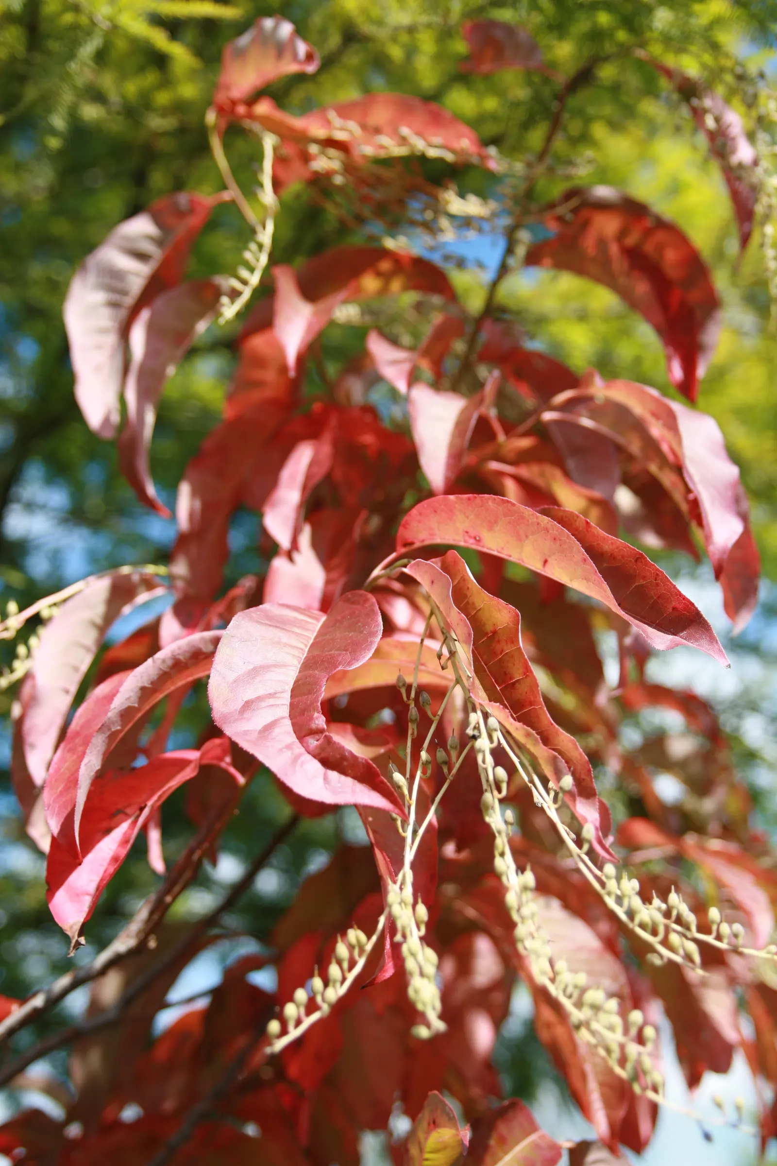 Sourwood (Oxydendrum Arboreum) — This ornamental beauty typically reaches a mature height of 20 to 30 feet with a spread of 10 to 15 feet; botanically named