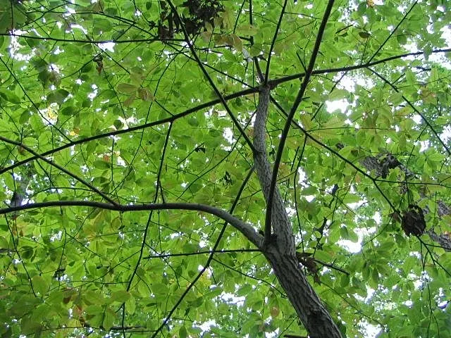 Sourwood (Oxydendrum Arboreum) — tree with white blooms; showcasing brilliant shades of crimson, image 59