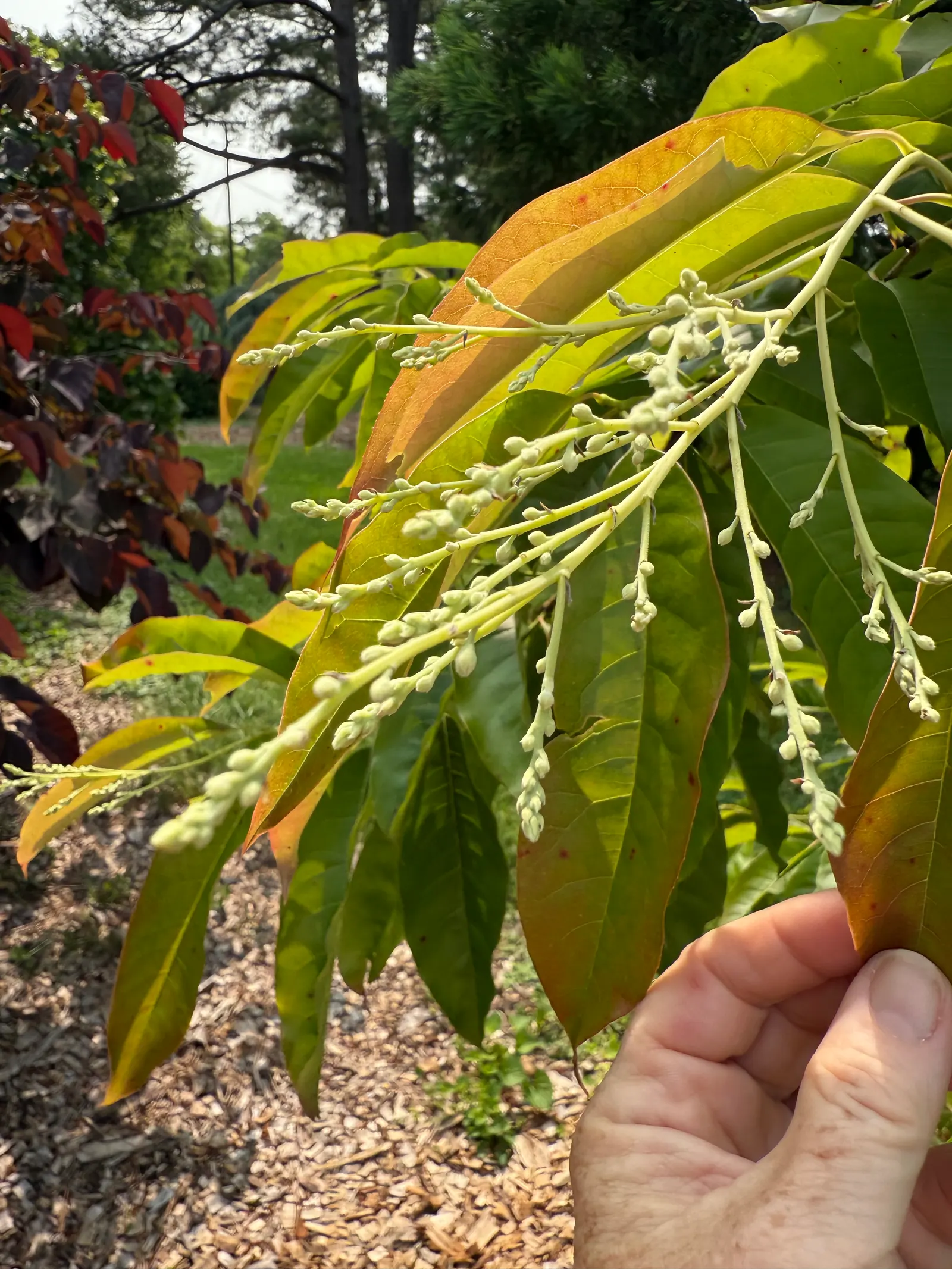 Sourwood (Oxydendrum Arboreum) — forming drooping clusters up to 10 inches long