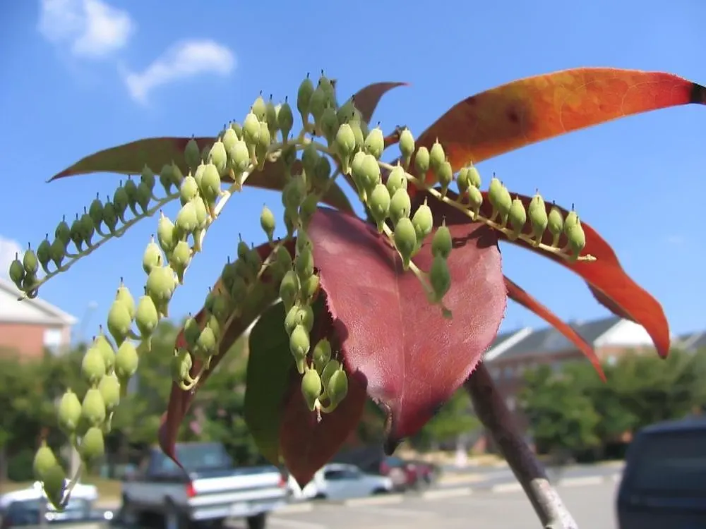 Sourwood (Oxydendrum Arboreum) — the tree blooms with copious white