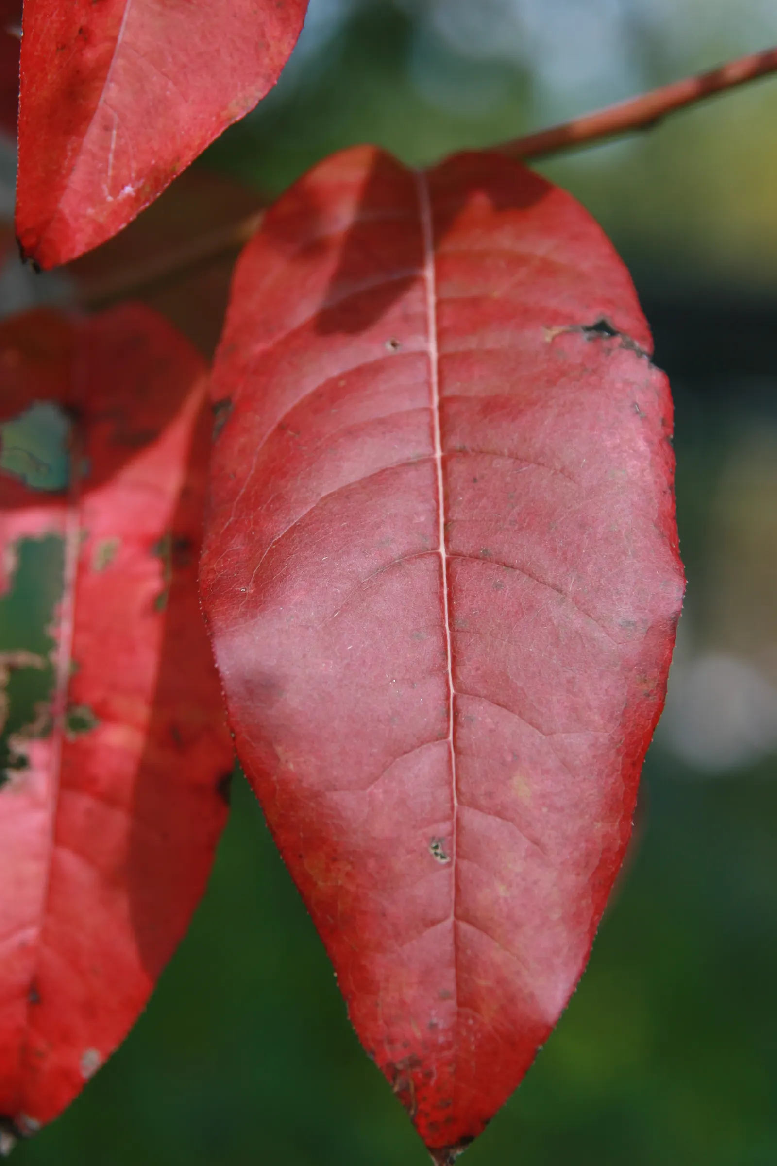 Sourwood (Oxydendrum Arboreum) — the tree blooms with copious white; it should be noted that this tree does not transplant easily due to its deep, image 51