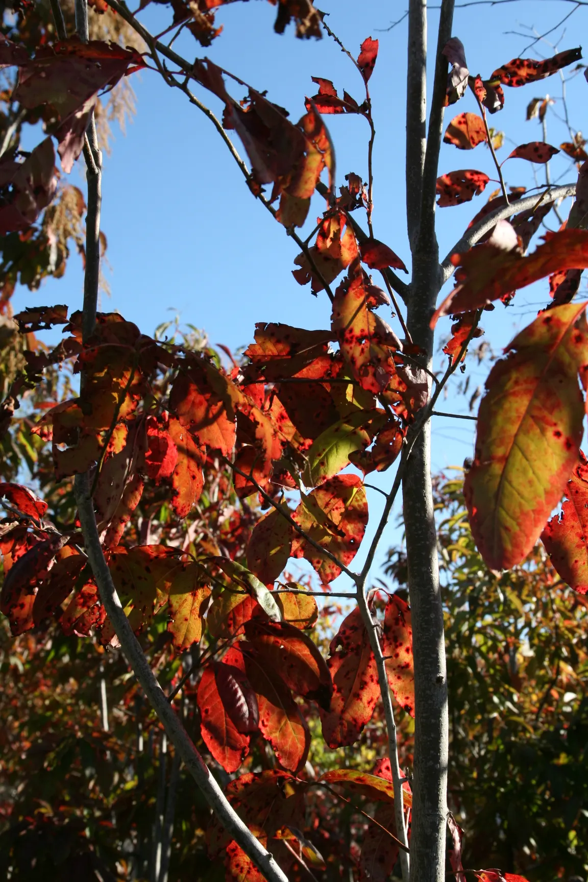 Sourwood (Oxydendrum Arboreum) — It should be noted that this tree does not transplant easily due to its deep taproot; therefore; careful site, image 54