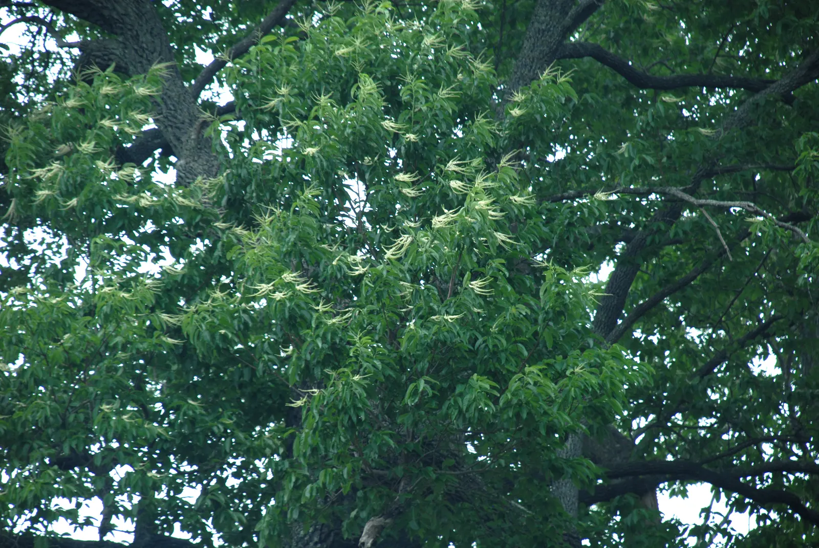 Sourwood (Oxydendrum Arboreum) — pyramidal shape reaching 25-30 ft in mature height; the tree blooms with copious white