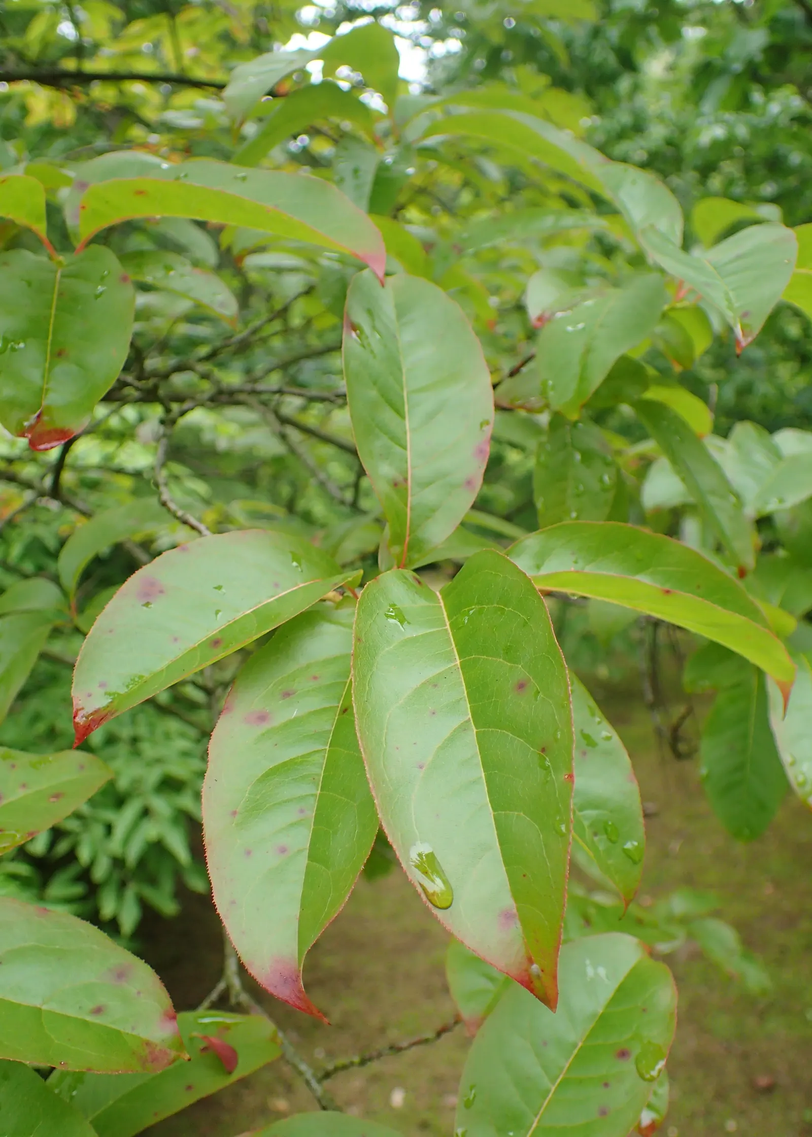 Sourwood (Oxydendrum Arboreum) — The Sourwood (Oxydendrum arboreum) is a deciduous tree; lily-of-the-valley-like flowers bloom in early summer, image 61