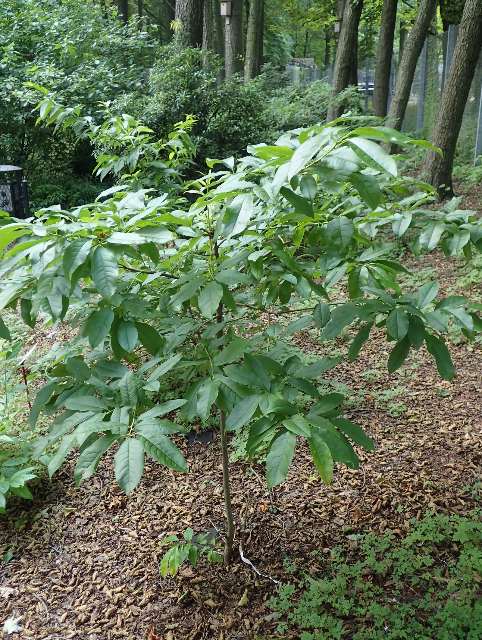 Sourwood (Oxydendrum Arboreum) — It features lanceolate leaves, 5-8 inches long, which turn vibrant red in fall; white flowers in the garden, image 63