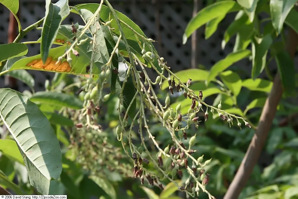 Sourwood (Oxydendrum Arboreum) — lily-of-the-valley-like flowers bloom in early summer; forming drooping clusters up to 10 inches long