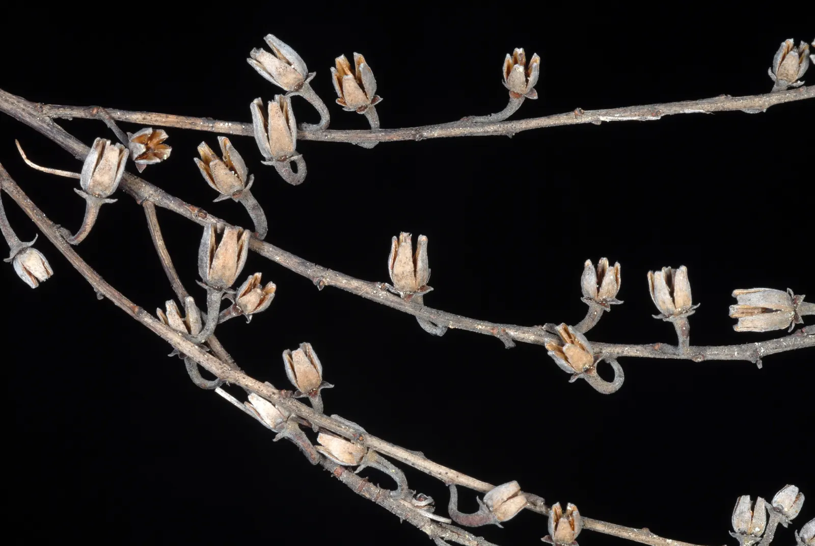 Sourwood (Oxydendrum Arboreum) — tree for full or half; making it a resilient addition to a low-maintenance garden, image 60
