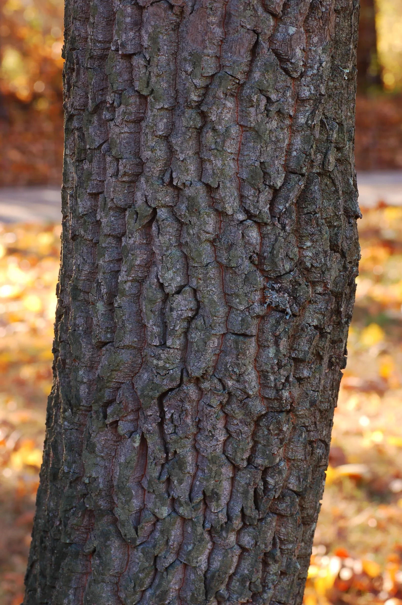 Sourwood (Oxydendrum Arboreum) — showcasing brilliant shades of crimson; this ornamental beauty typically reaches a mature height of 20 to 30 feet with a
