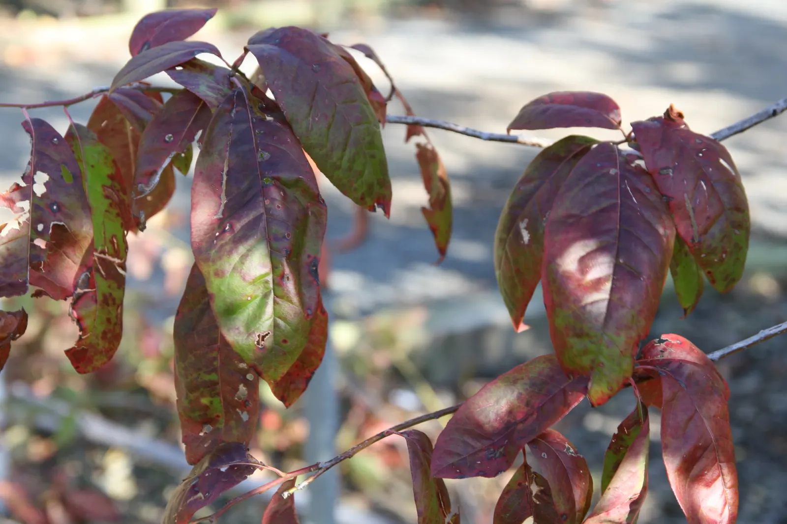 Sourwood (Oxydendrum Arboreum) — white flowers in the garden