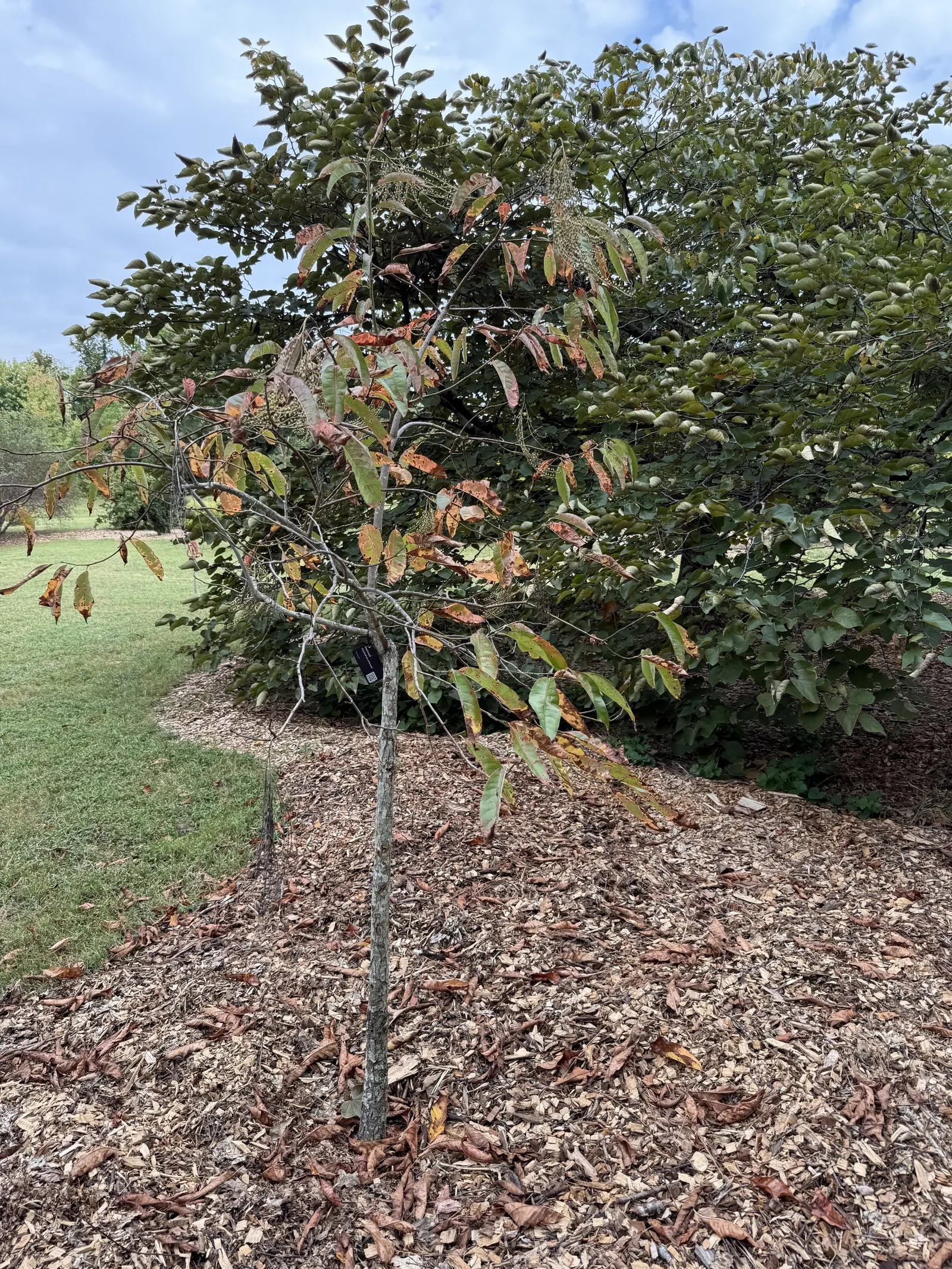 Sourwood (Oxydendrum Arboreum) — the Sourwood requires little maintenance and is relatively pest and disease-free; they undergo a spectacular, image 56