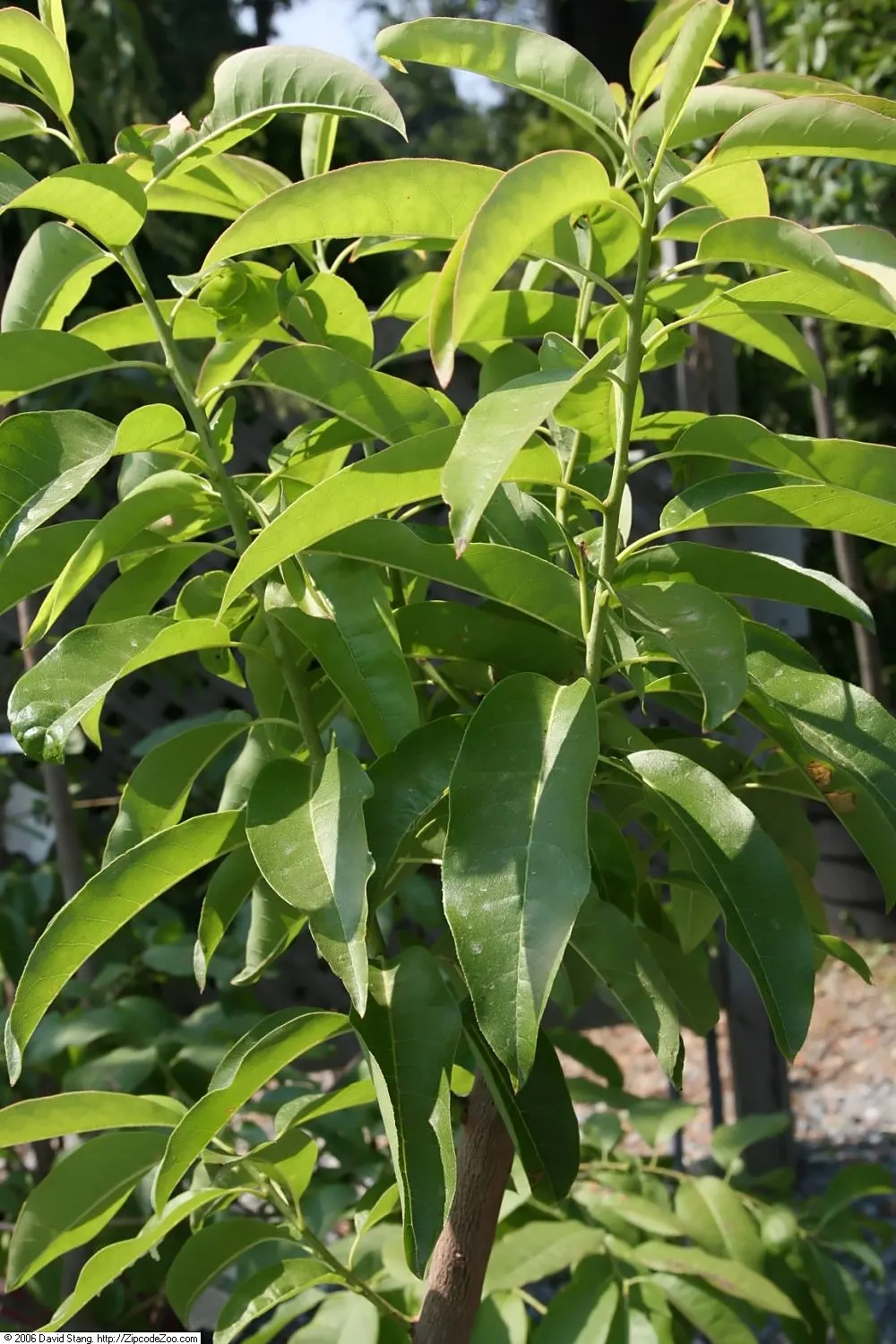 Sourwood (Oxydendrum Arboreum) — lily-of-the-valley-like flowers bloom in early summer; forming drooping clusters up to 10 inches long, image 44