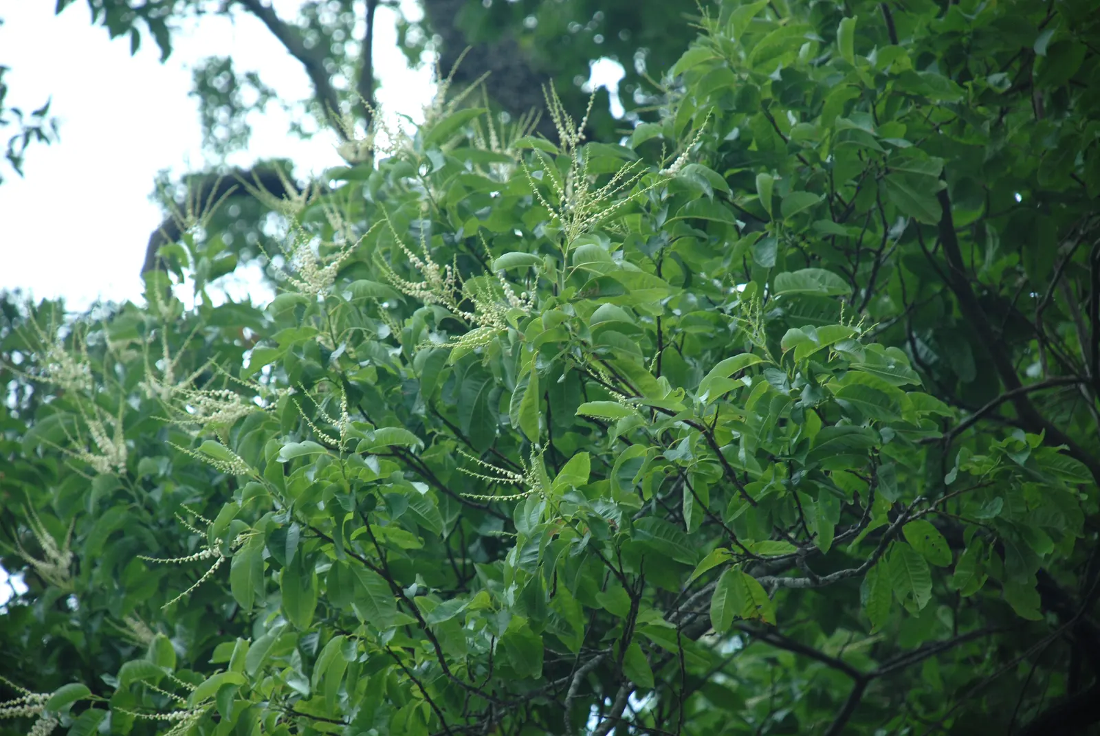 Sourwood (Oxydendrum Arboreum) — careful site selection and preparation are crucial for successful establishment; pyramidal shape reaching 25-30 ft, image 55