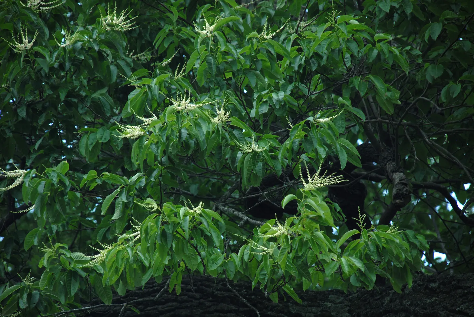 Sourwood (Oxydendrum Arboreum) — It should be noted that this tree does not transplant easily due to its deep taproot; therefore