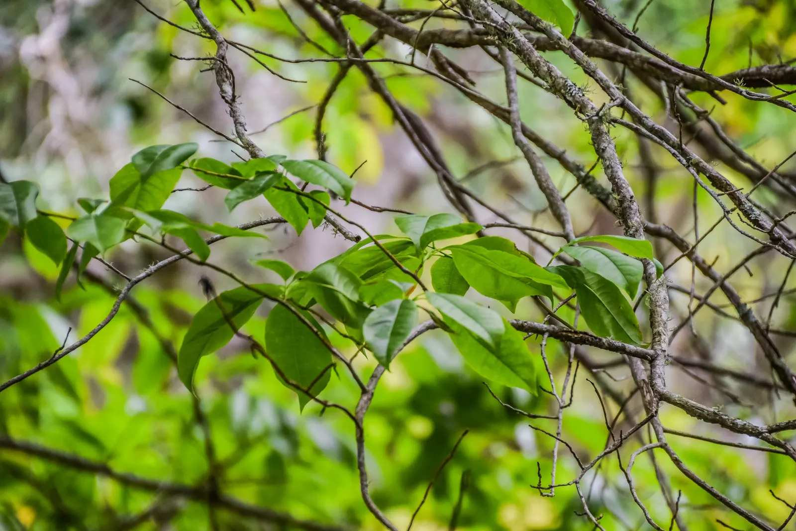 Sourwood (Oxydendrum Arboreum) — tree with white blooms