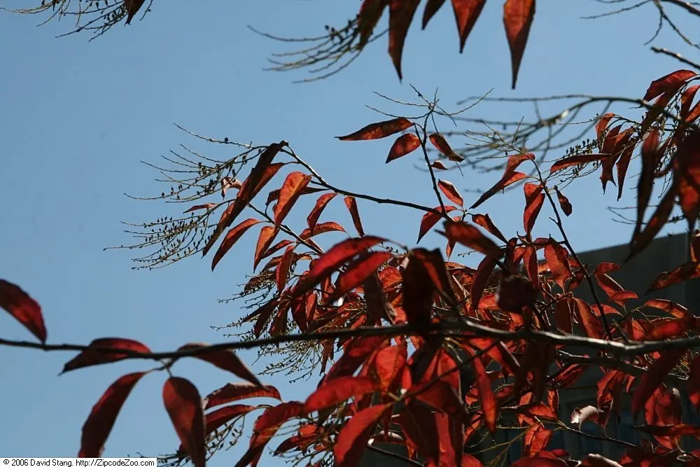 Sourwood (Oxydendrum Arboreum) — lily-of-the-valley-like flowers bloom in early summer