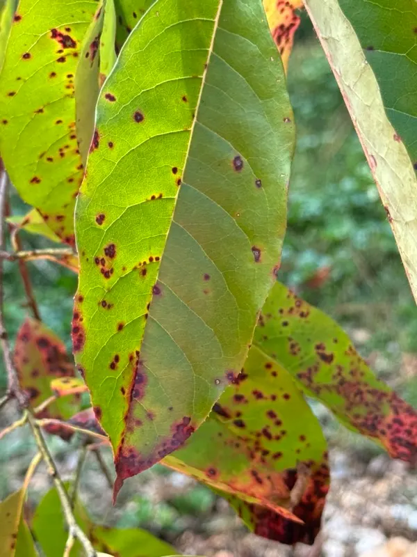 Sourwood (Oxydendrum Arboreum) — well-drained soils and thrives in full sun to partial shade; though it can occasionally soar upwards of 50 feet under optimal
