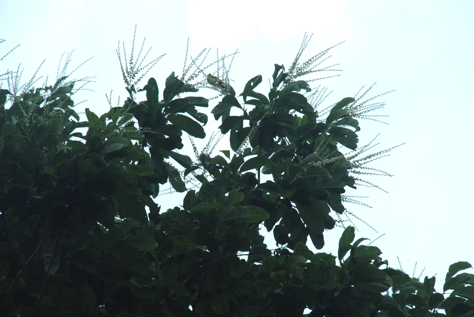 Sourwood (Oxydendrum Arboreum) — botanically named Oxydendrum arboreum; tree with white blooms