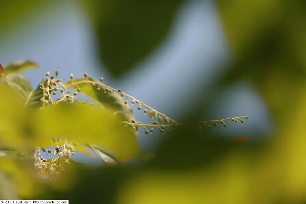 Sourwood (Oxydendrum Arboreum) — making it a resilient addition to a low-maintenance garden