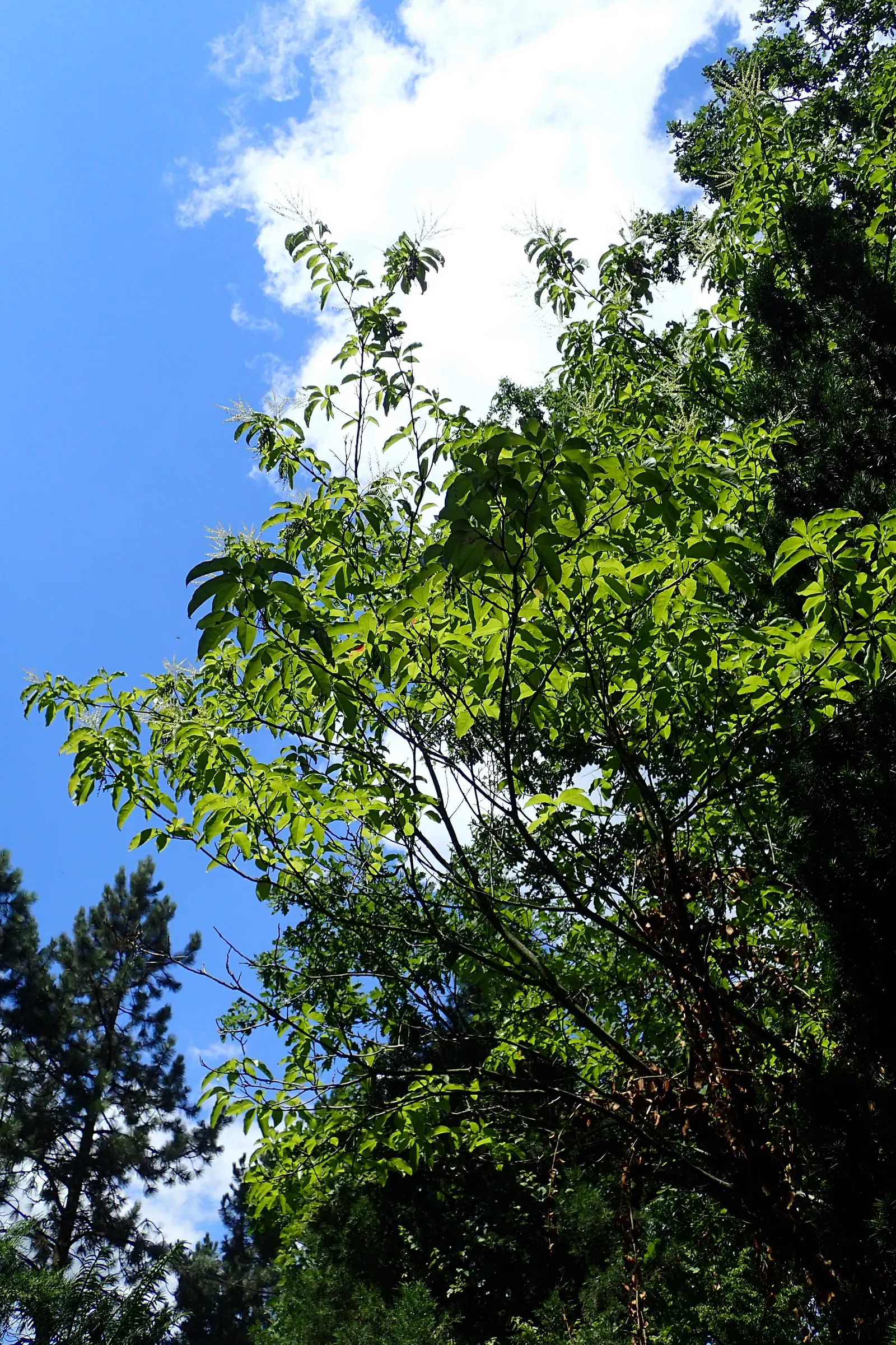 Sourwood (Oxydendrum Arboreum) — showcasing brilliant shades of crimson