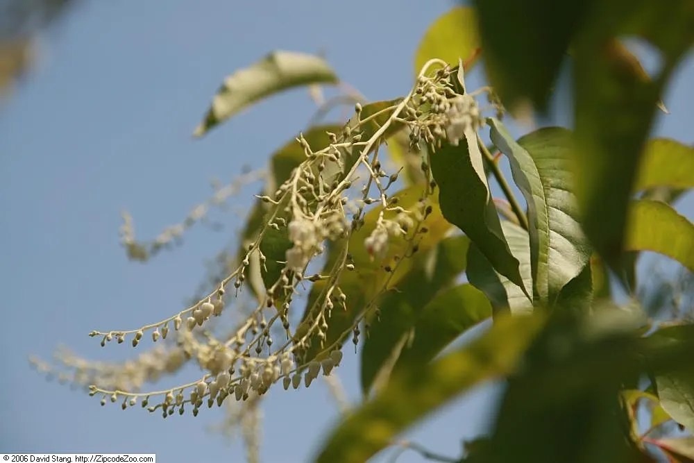 Sourwood (Oxydendrum Arboreum) — botanically named Oxydendrum arboreum; tree with white blooms, image 46