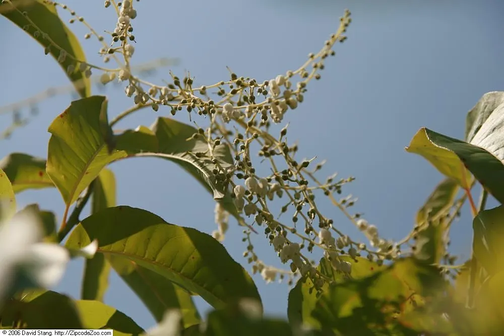 Sourwood (Oxydendrum Arboreum) — showcasing brilliant shades of crimson; this ornamental beauty typically reaches a mature height of 20 to 30 feet, image 50
