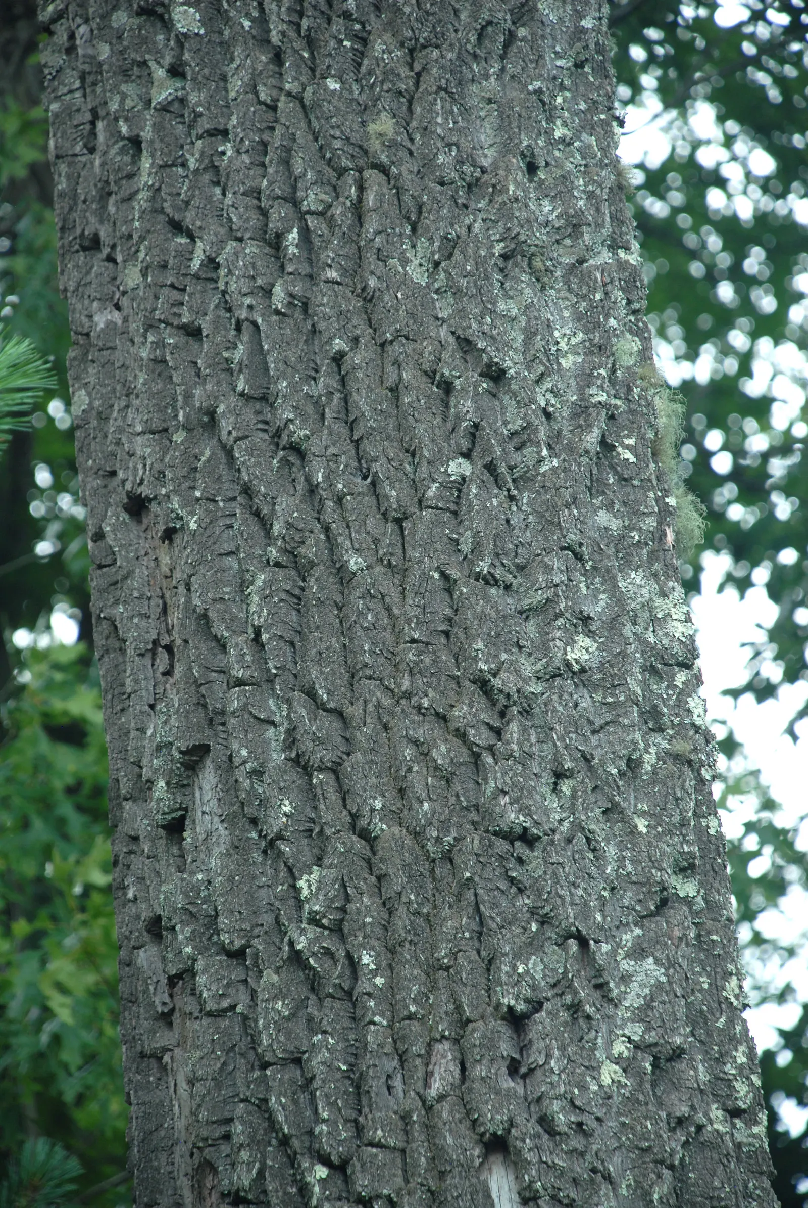 Sourwood (Oxydendrum Arboreum) — This ornamental beauty typically reaches a mature height of 20 to 30 feet with a spread of 10 to 15 feet, image 47