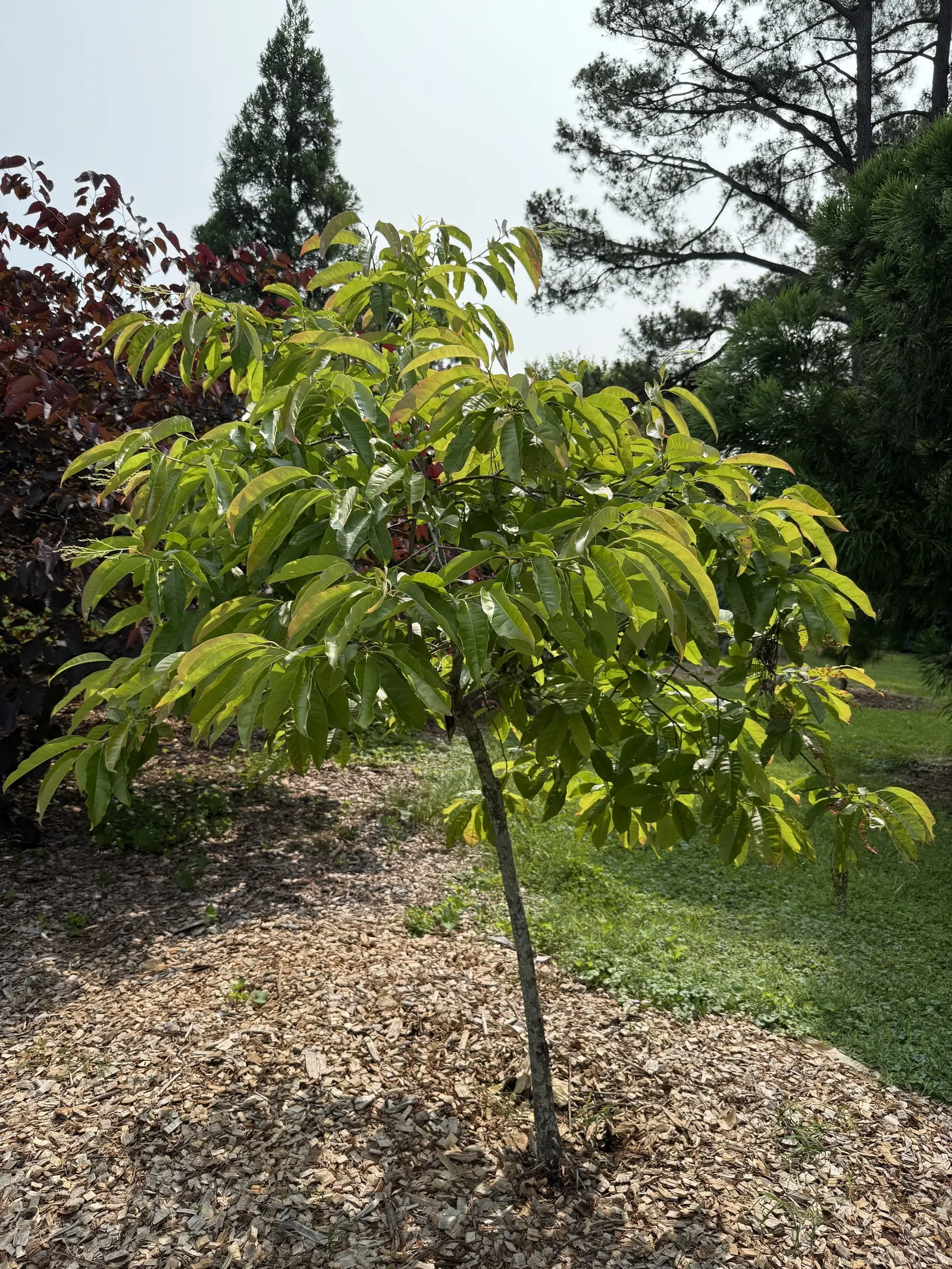 Sourwood (Oxydendrum Arboreum) — they undergo a spectacular transformation