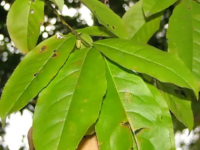 Sourwood (Oxydendrum Arboreum) — though it can occasionally soar upwards of 50 feet under optimal conditions; well-drained soils and thrives in, image 48