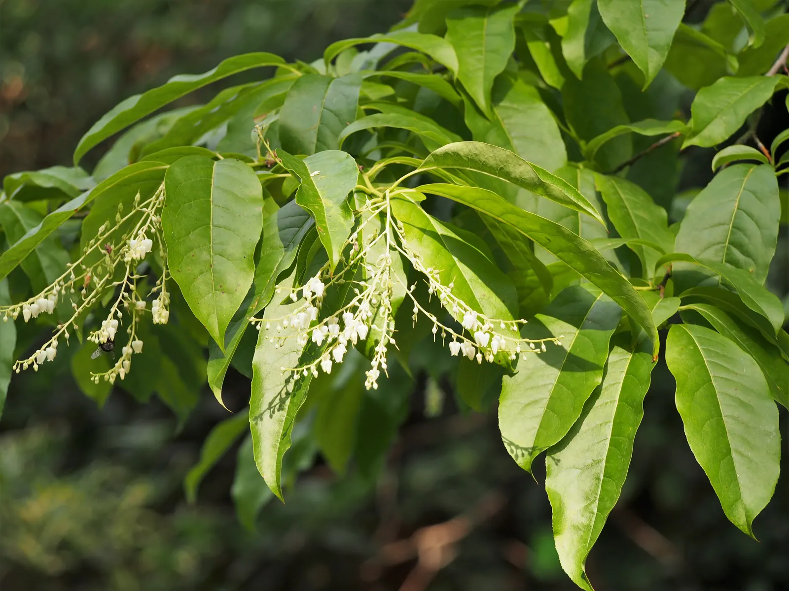 Sourwood (Oxydendrum Arboreum) — The Sourwood (Oxydendrum arboreum) is a deciduous tree