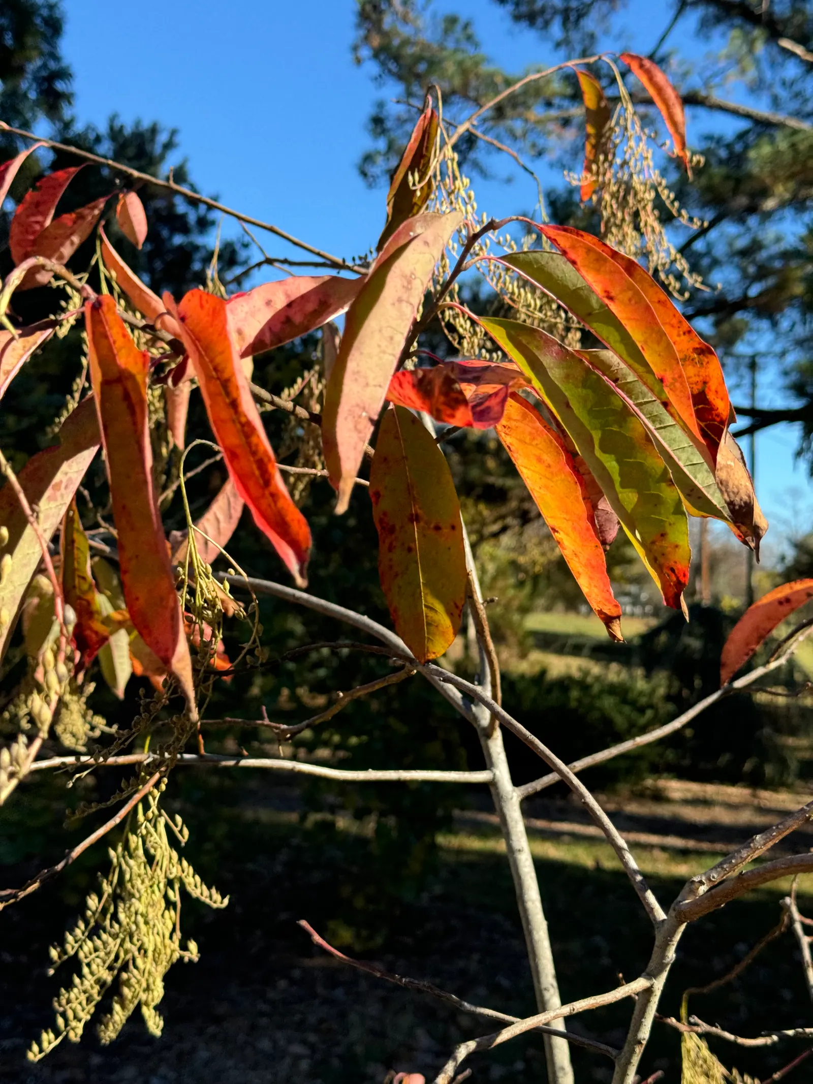 Sourwood (Oxydendrum Arboreum) — white flowers in the garden; it features lanceolate leaves, 5-8 inches long, which turn vibrant red in fall