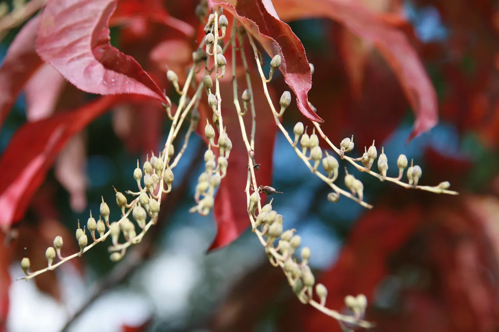 Sourwood (Oxydendrum Arboreum) — The Sourwood (Oxydendrum arboreum) is a deciduous tree; lily-of-the-valley-like flowers bloom in early summer, image 41