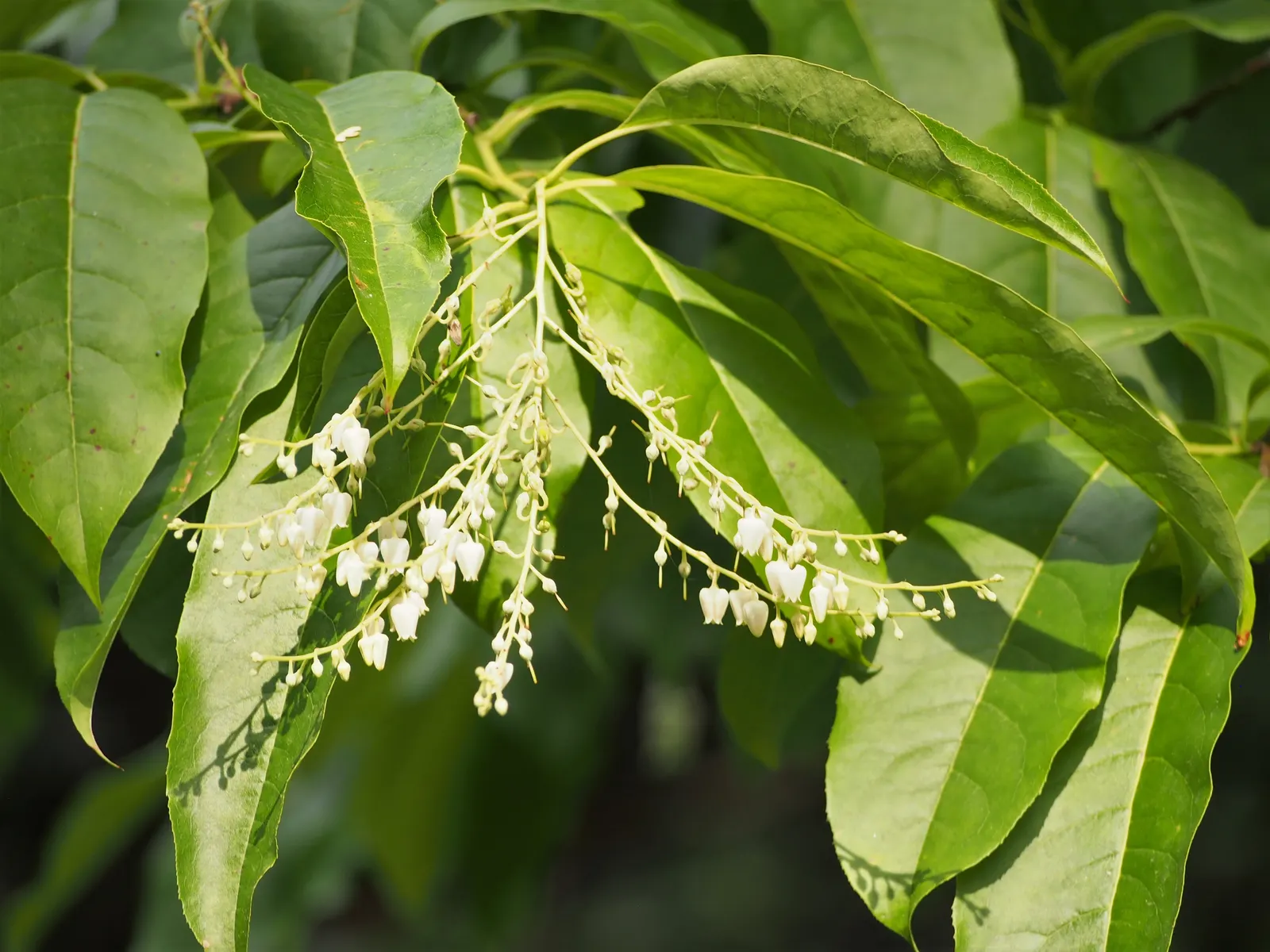 Sourwood (Oxydendrum Arboreum) — though it can occasionally soar upwards of 50 feet under optimal conditions