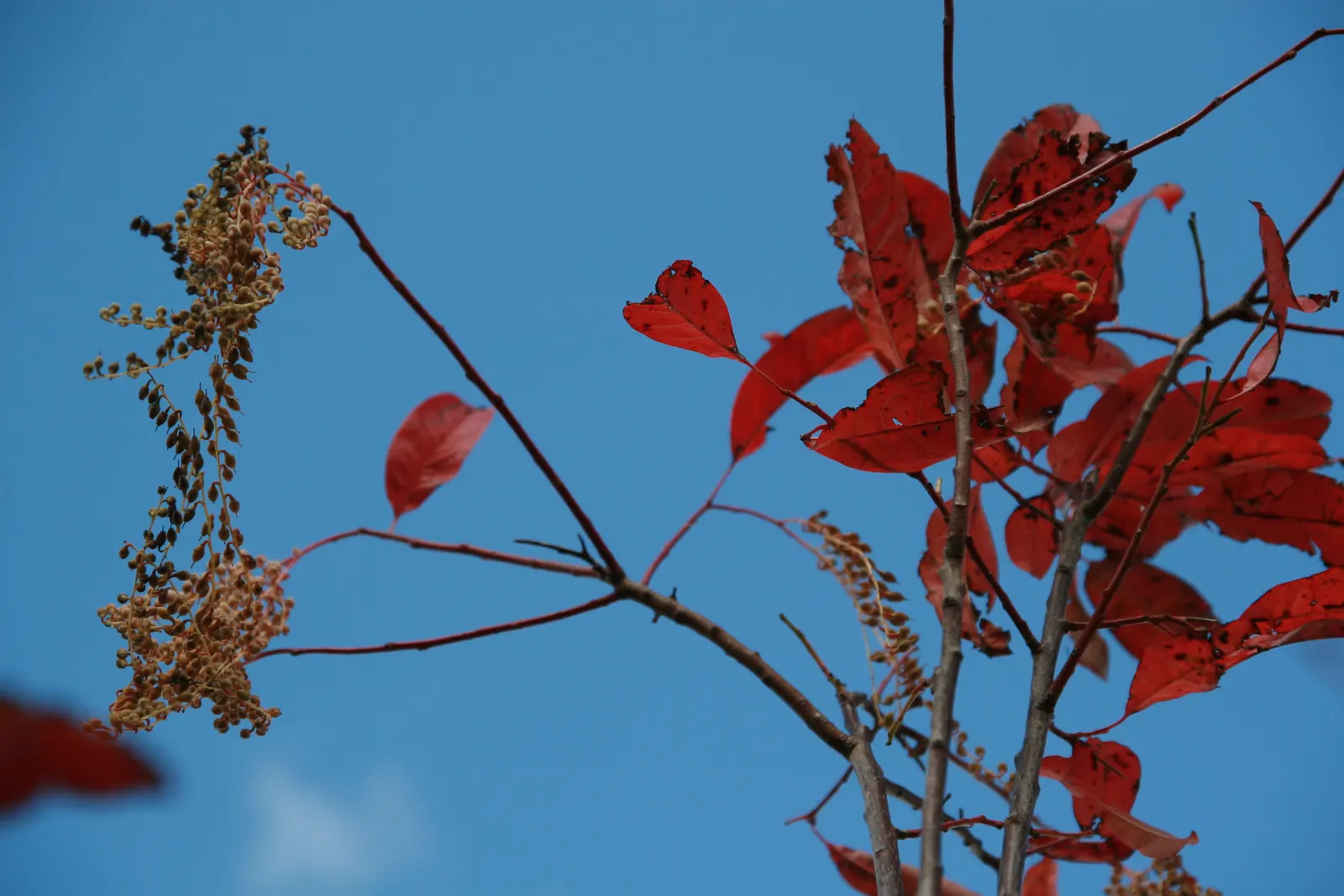 Sourwood (Oxydendrum Arboreum) — making it a resilient addition to a low-maintenance garden; the Sourwood requires little maintenance and is, image 57
