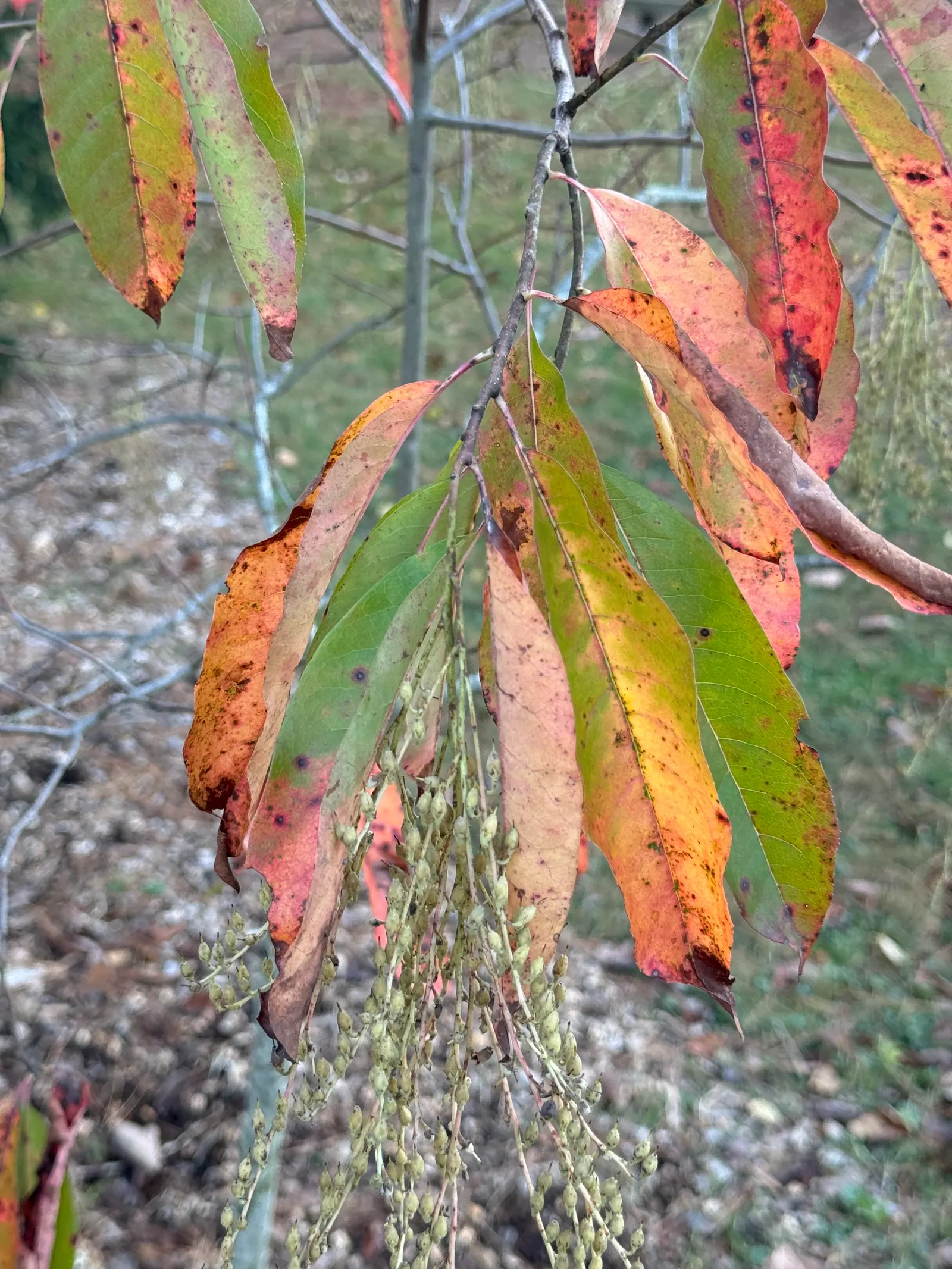 Sourwood (Oxydendrum Arboreum) — well-drained soils and thrives in full sun to partial shade