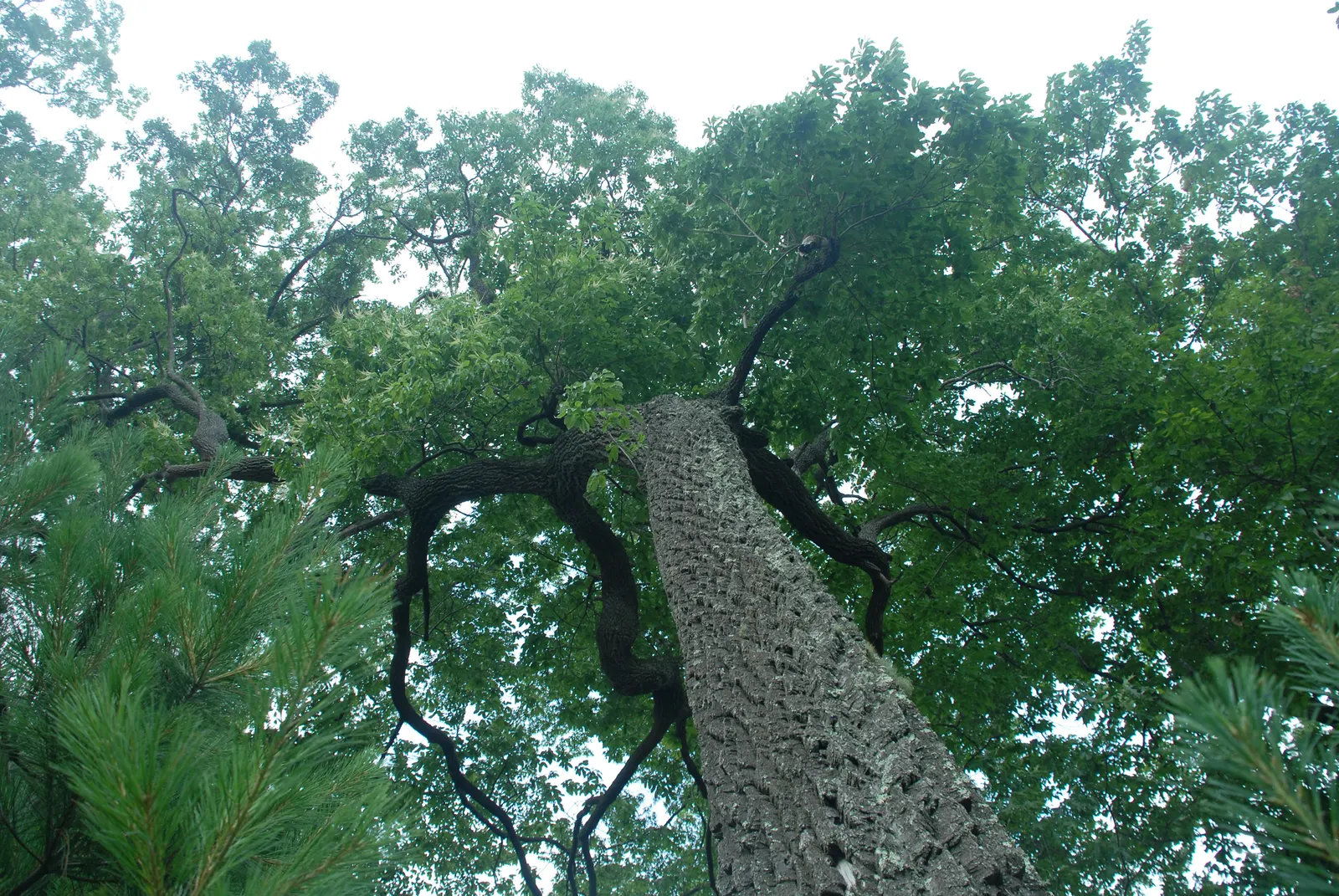Sourwood (Oxydendrum Arboreum) — It should be noted that this tree does not transplant easily due to its deep taproot; therefore; careful site selection and