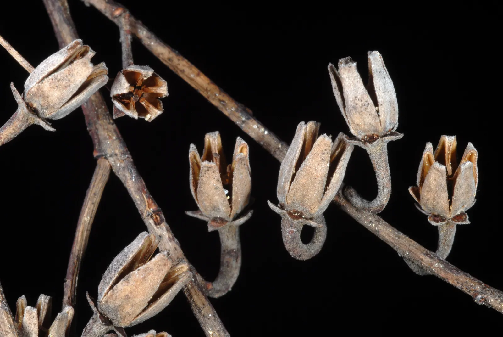 Sourwood (Oxydendrum Arboreum) — well-drained soils and thrives in full sun to partial shade; though it can occasionally soar upwards of 50 feet, image 53
