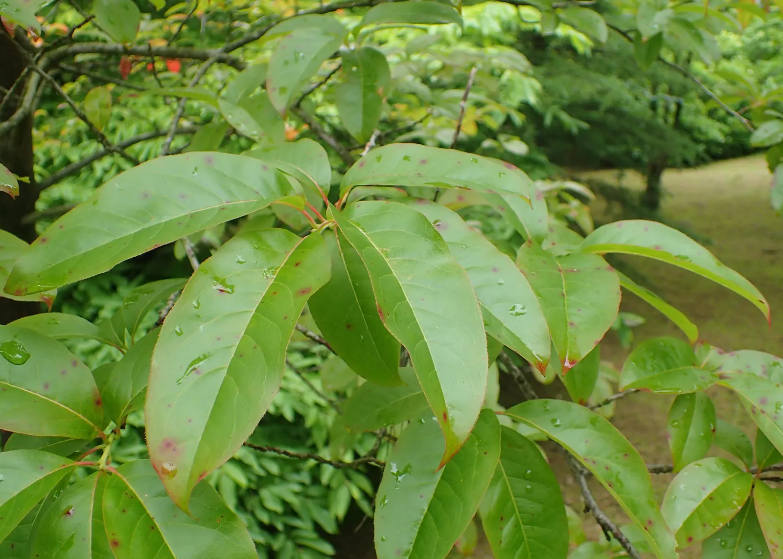 Sourwood (Oxydendrum Arboreum) — tree with white blooms; showcasing brilliant shades of crimson