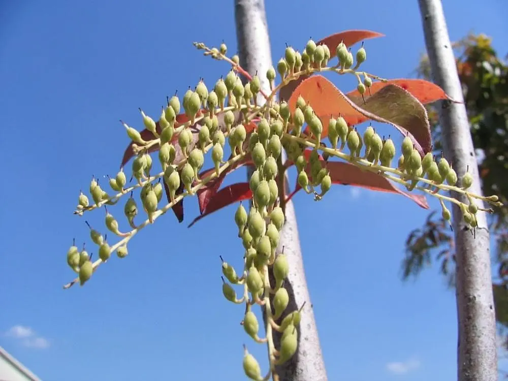 Sourwood (Oxydendrum Arboreum) — lily-of-the-valley-like flowers that cascade in 4 to 10 inch long panicles; the Sourwood (Oxydendrum arboreum) is a deciduous