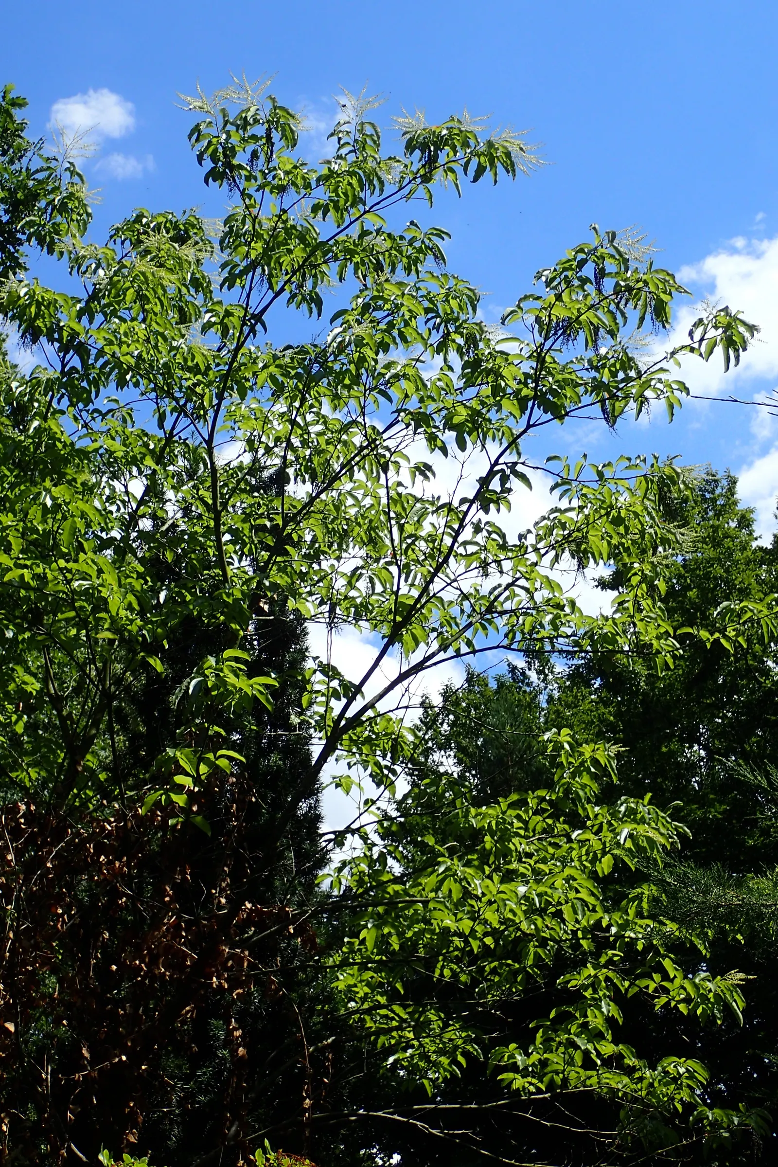 Sourwood (Oxydendrum Arboreum) — careful site selection and preparation are crucial for successful establishment