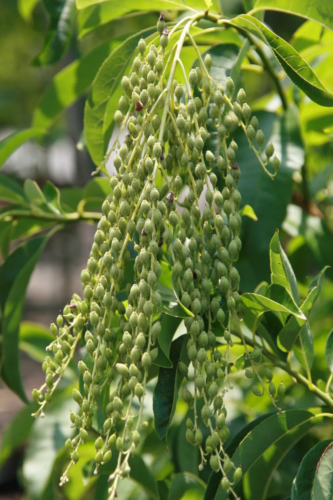 Sourwood (Oxydendrum Arboreum) — tree for full or half