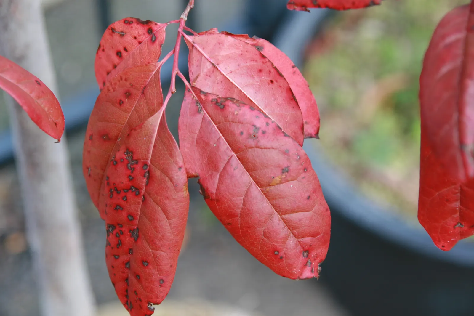 Sourwood (Oxydendrum Arboreum) — It features lanceolate leaves, 5-8 inches long, which turn vibrant red in fall; white flowers in the garden, image 43