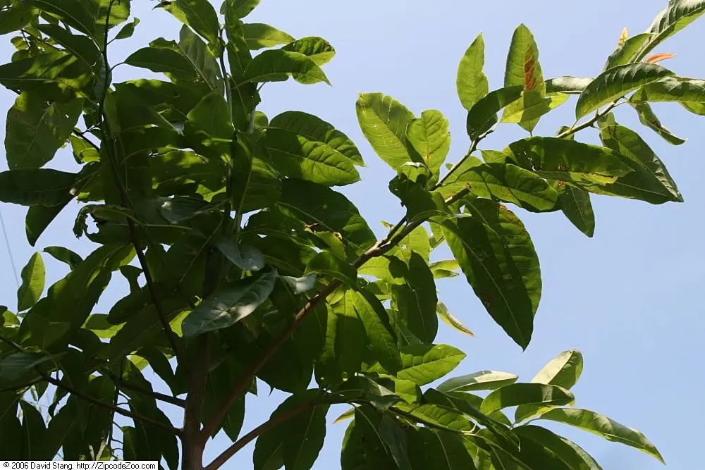 Sourwood (Oxydendrum Arboreum) — pyramidal shape reaching 25-30 ft in mature height