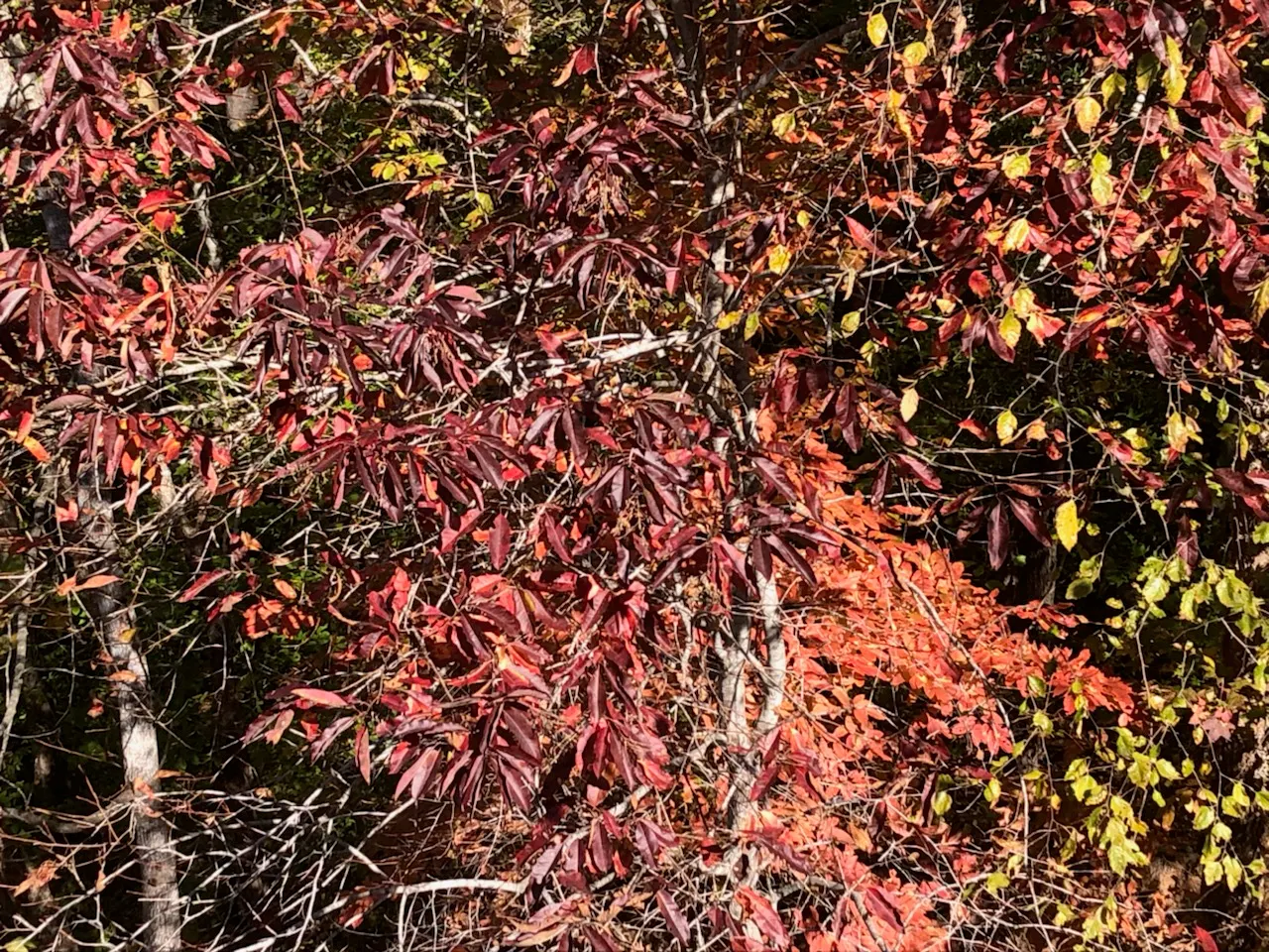 Sourwood (Oxydendrum Arboreum) — It features lanceolate leaves, 5-8 inches long, which turn vibrant red in fall